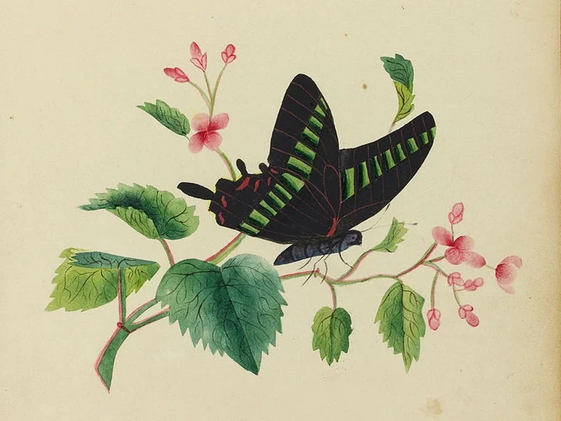 1806-Sarah Mapps Douglass - Farfalla